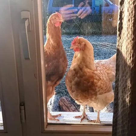 Monteur- Für 5 Pers Gartenhaus Markisch Buchholz