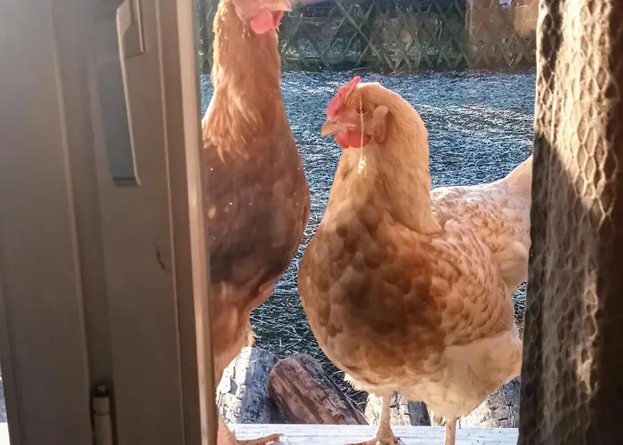 Monteur- Fuer 5 Pers Gartenhaus Markisch Buchholz